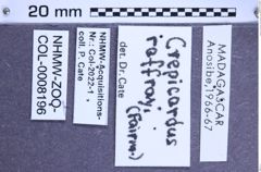 Etiketten zu Crepicardus raffrayi (Fairmaire, 1884) (NHMW-ZOO-COL-0008196)